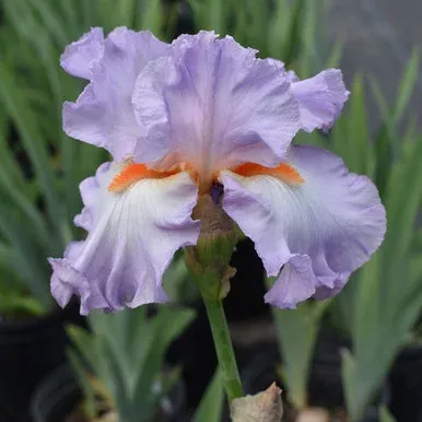 Iris germanica ‘Mary Frances’