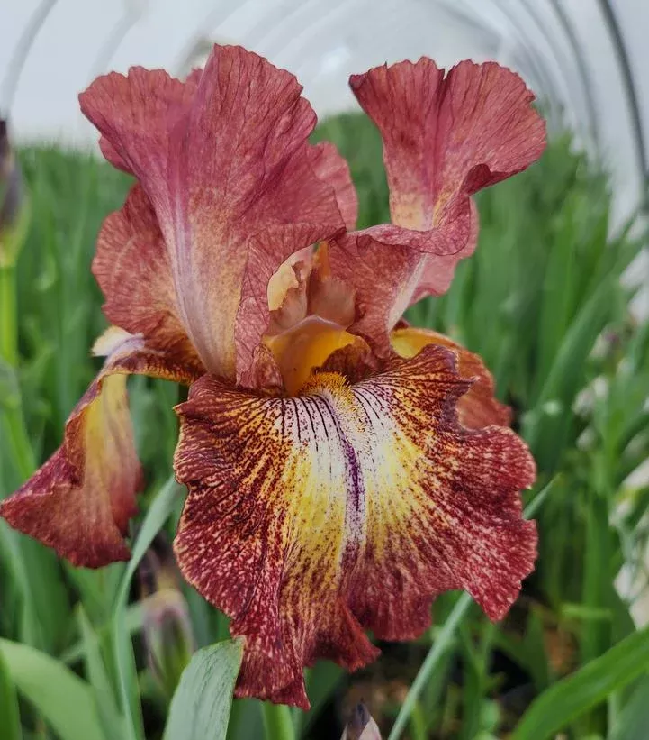 IRIS GERMANICA `PAPRIKA FONO` (RED/YEL)