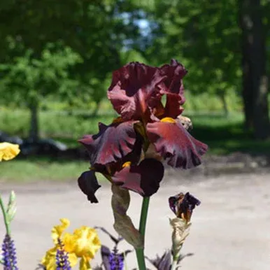 Iris germanica ‘War Chief’