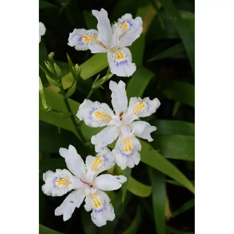 Iris japonica Porcelain Maiden