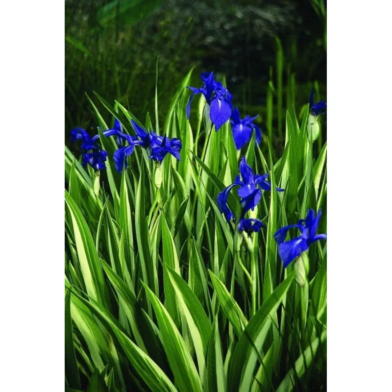 Iris laevigata Variegata