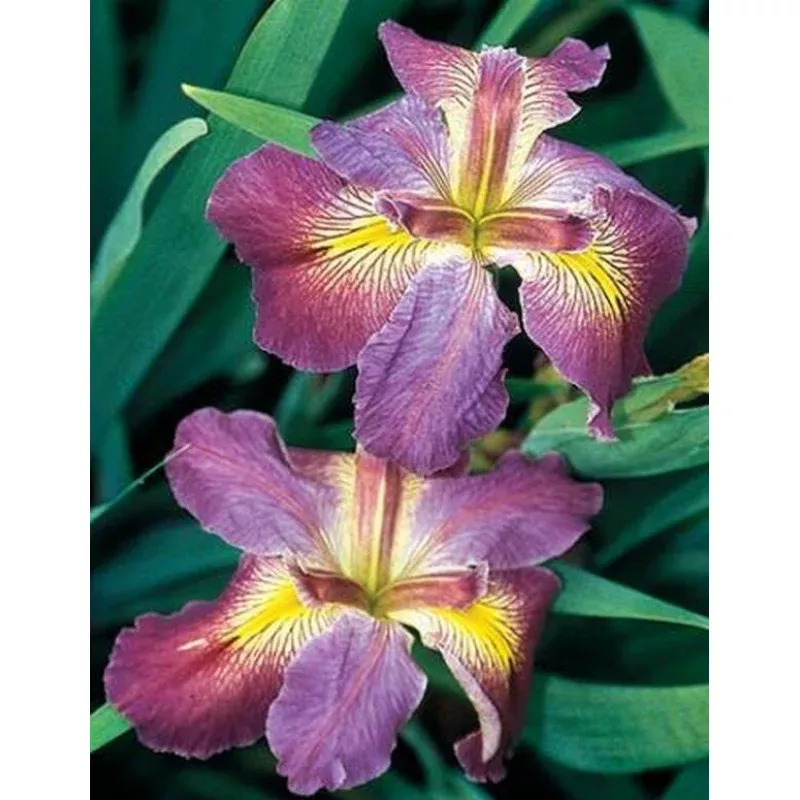 Iris louisiana Cajun Love