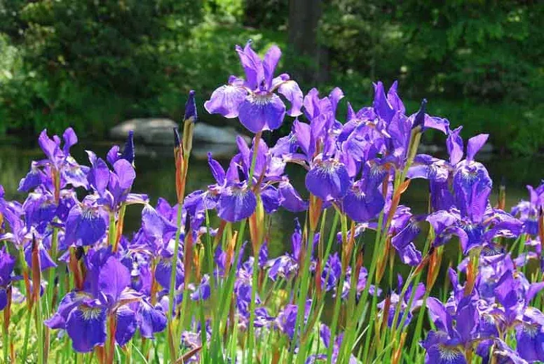 Iris Sib. Caesar’s Brother – 1 Gallon