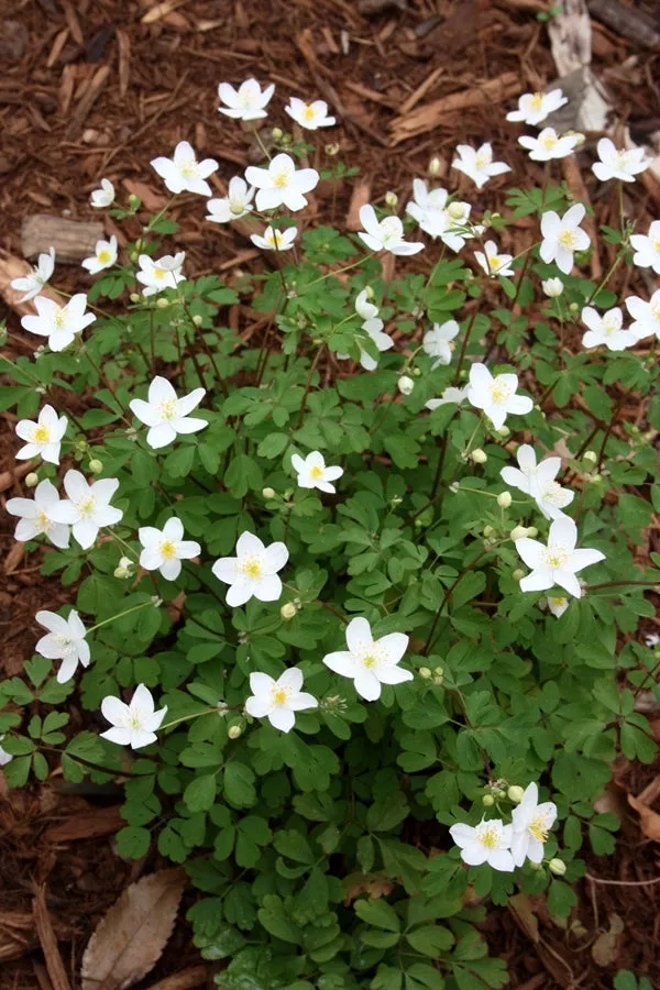 Isopyrum biternatum Northern Star