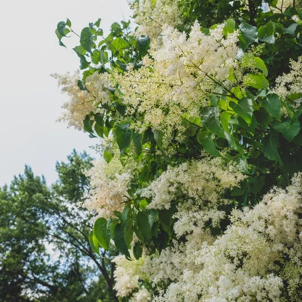 Ivory Silk Japanese Tree Lilac