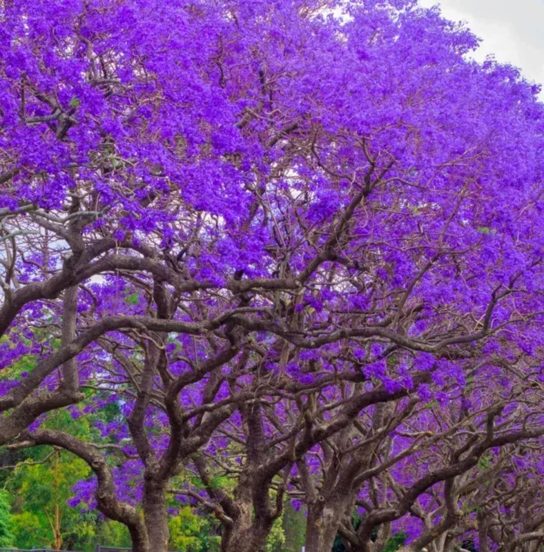 Jacaranda Mimosifolia Purple Flowering Tree – 3 Live Unrooted 6″ Cuttings