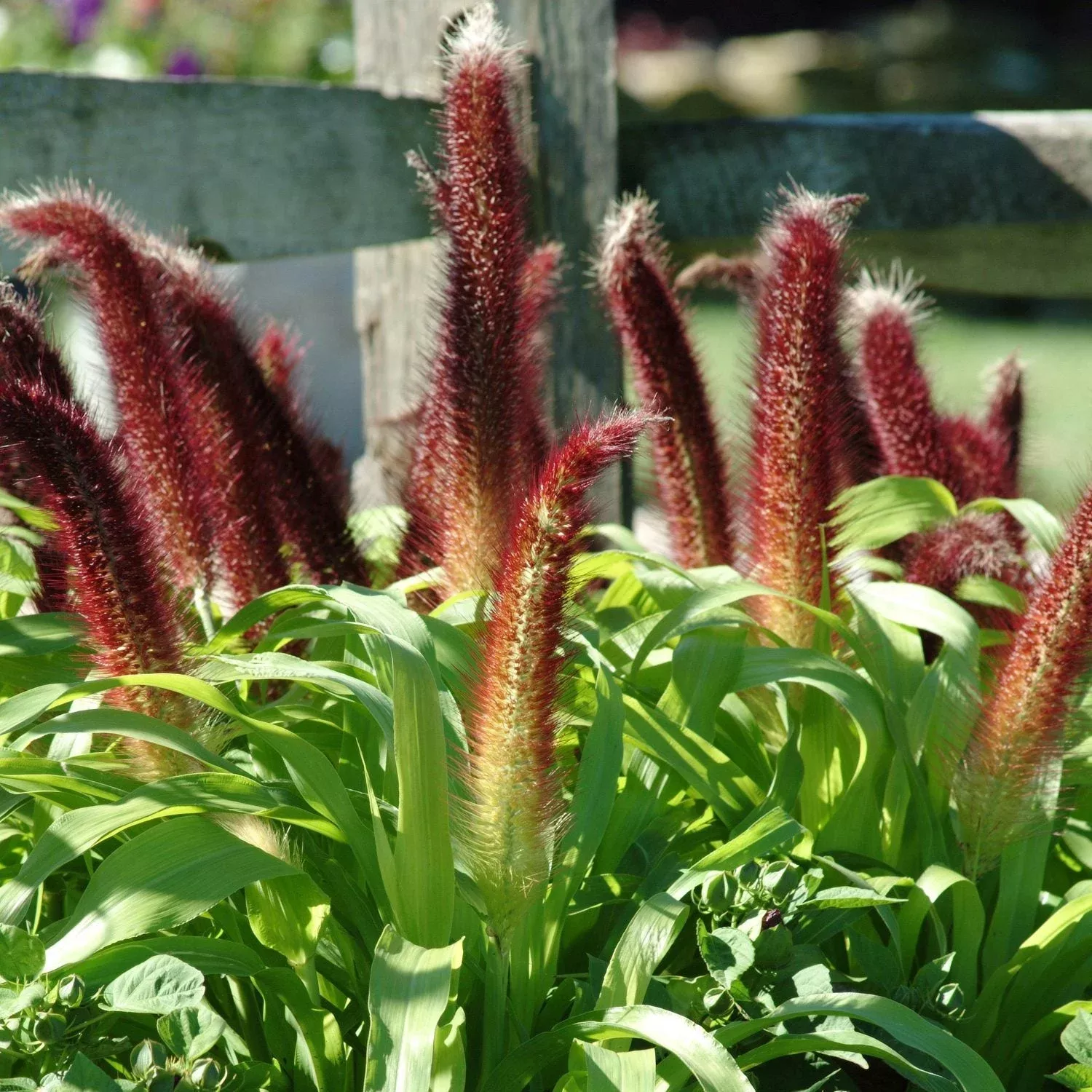 ‘Jade Princess’ Millet (Pennisetum)