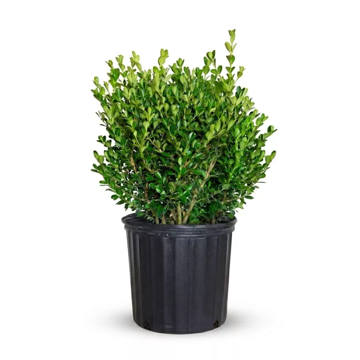 Japanese Boxwood