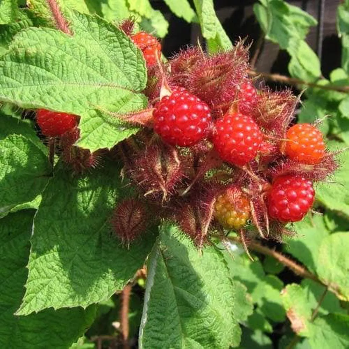Japanese Wineberry – Rubus phoenicolasius