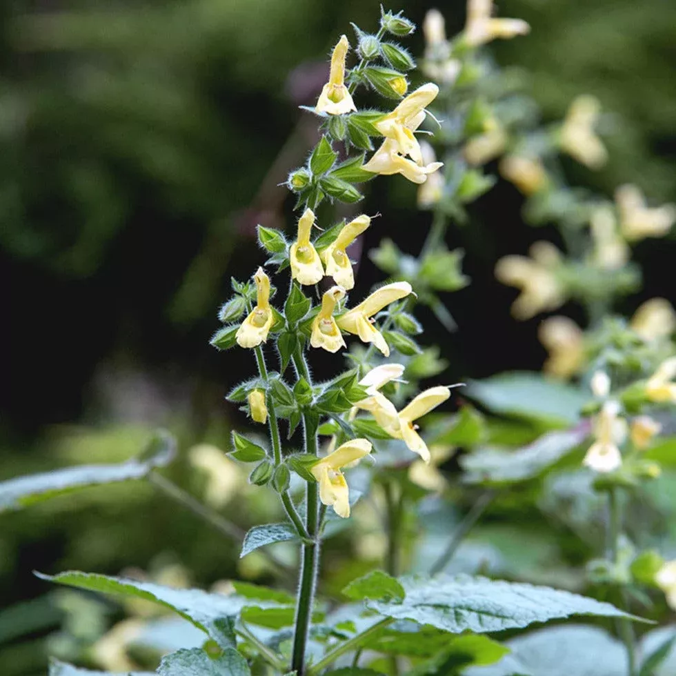 Japanese Yellow Sage – Salvia Koyamae