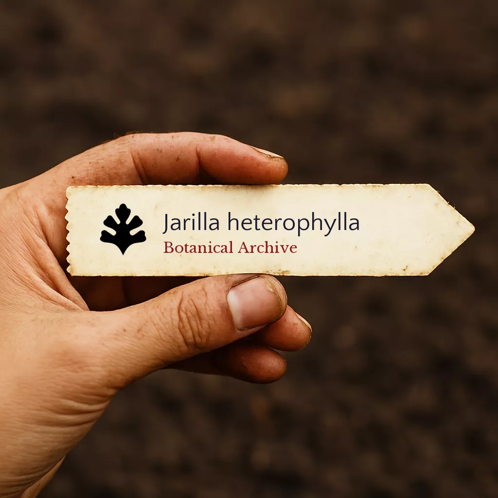Jarilla heterophylla SEEDS