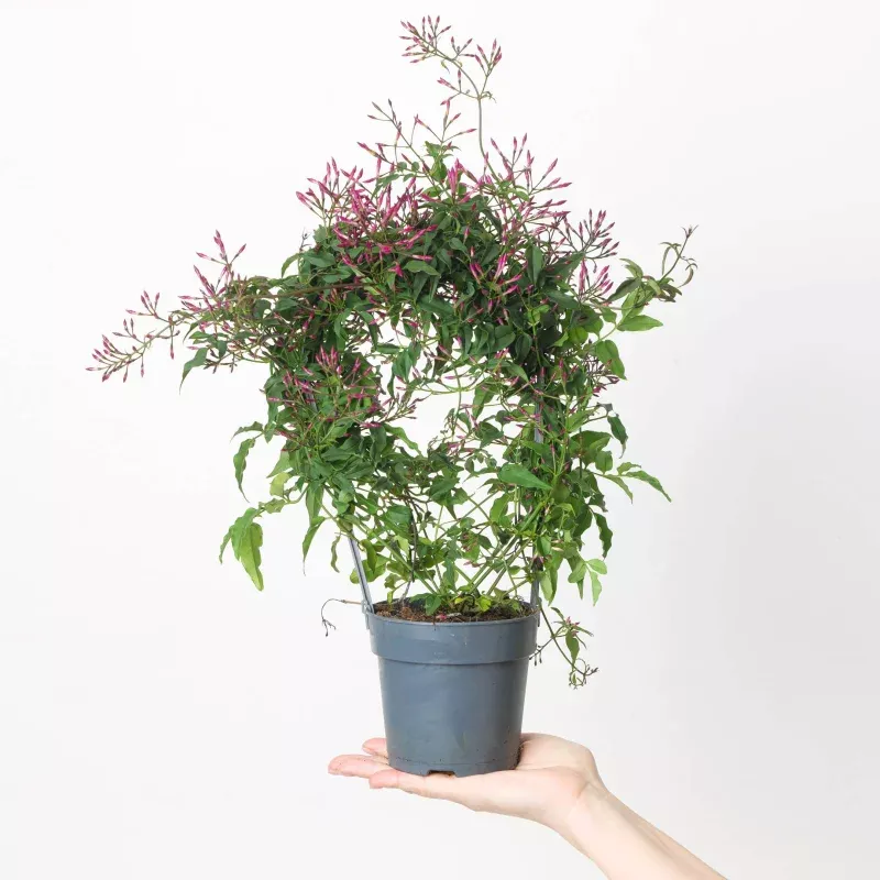 Jasmine Plant | Jasminium polyanthum