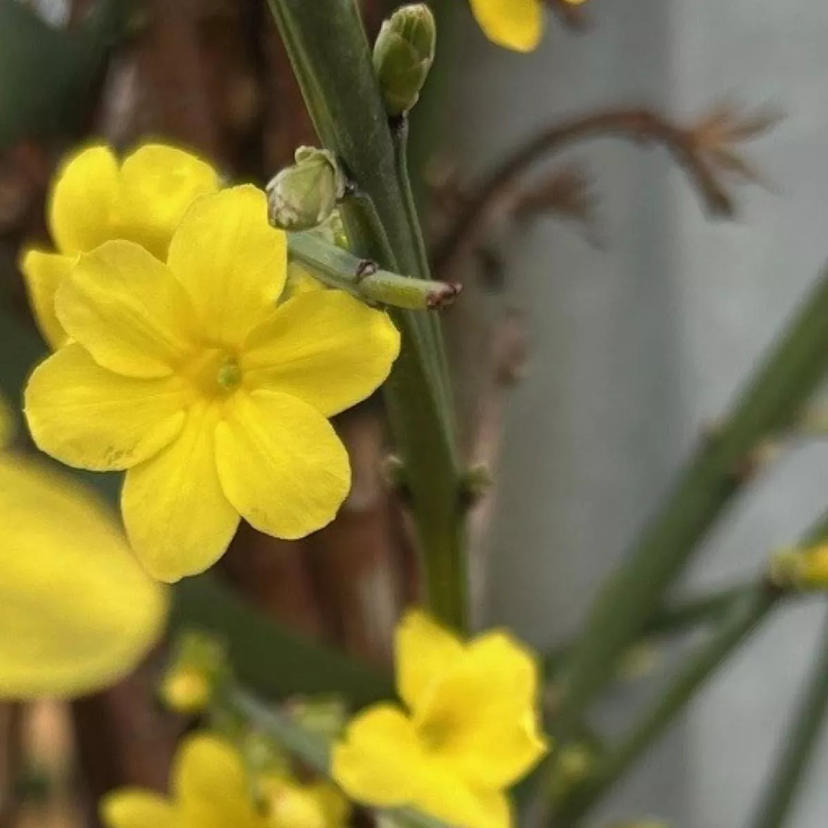 Jasminum nudiflorum – 7.5 litre