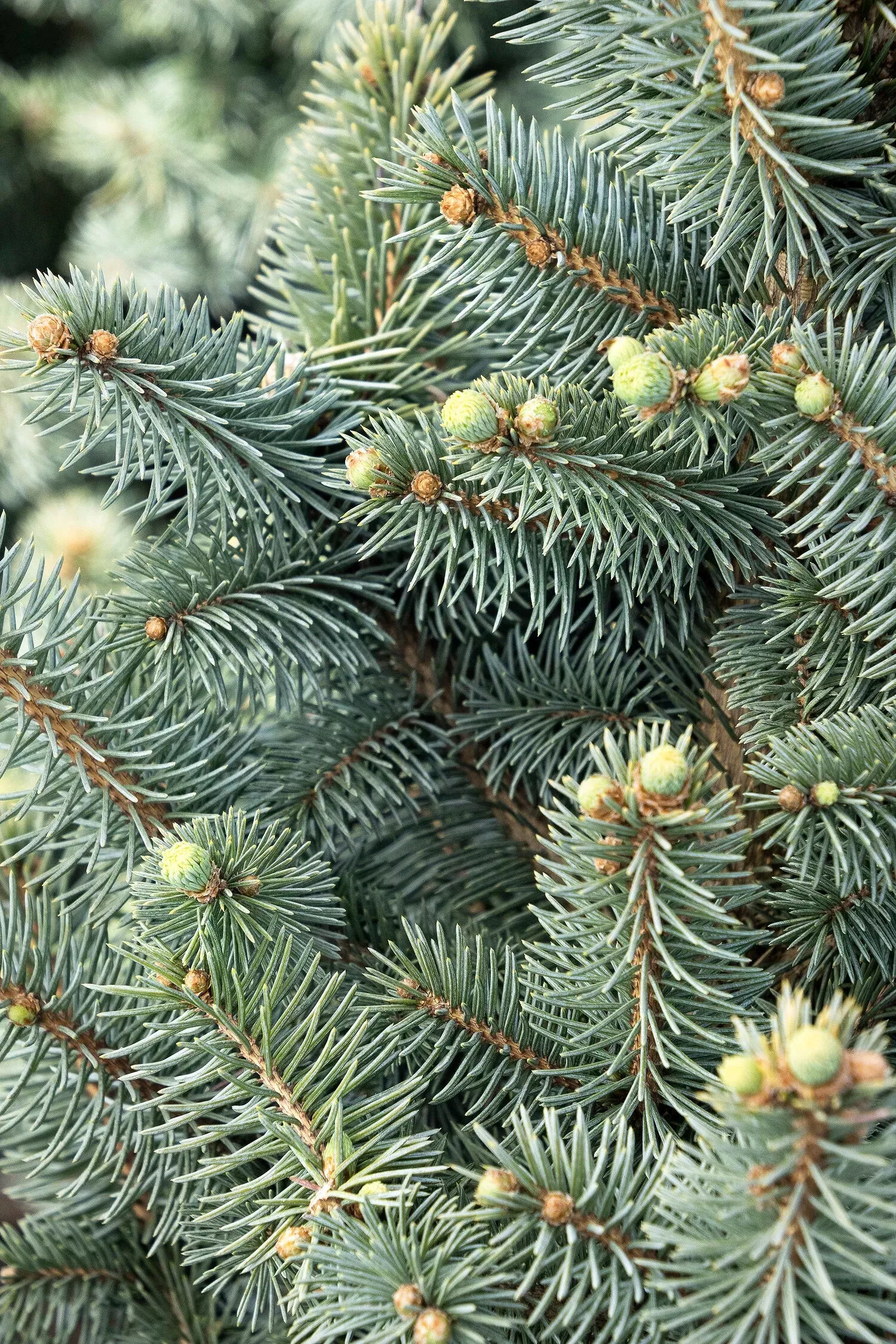 JEAN GENIE COLORADO BLUE SPRUCE 5gal