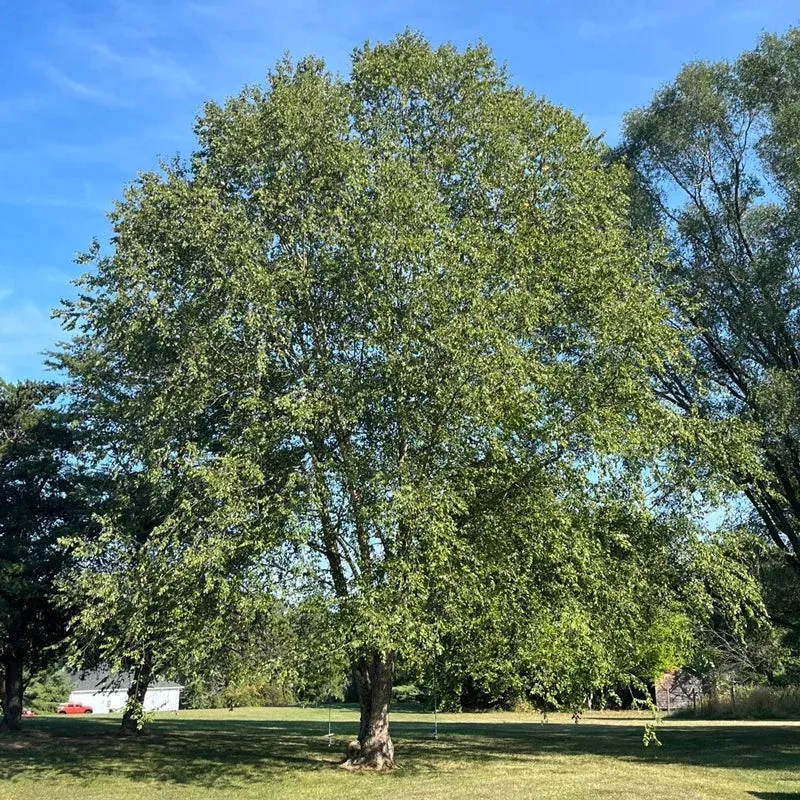Jefferson Elm Tree