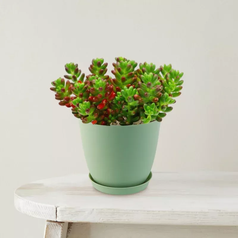 Jelly Bean Succulent 'Sedum rubrotinctum'