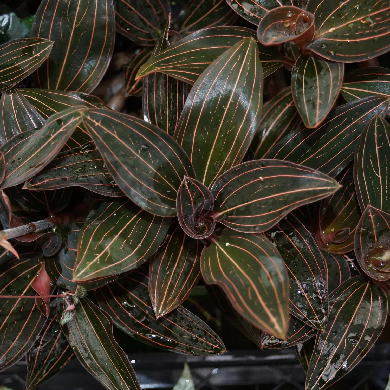 Jewel Orchid: Ludisia discolor