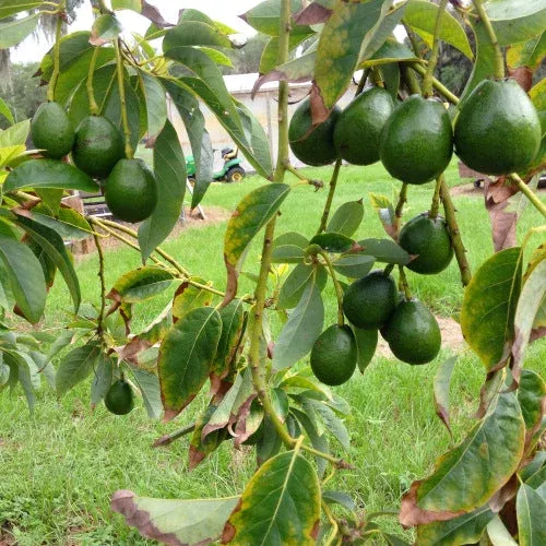 Joey Avocado Tree | Pixies Gardens