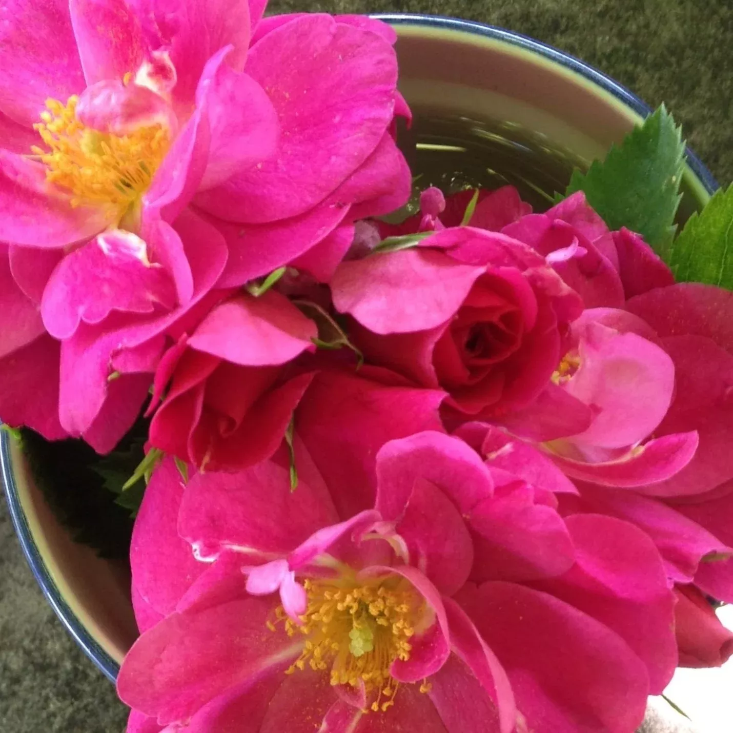 John Cabot Rose