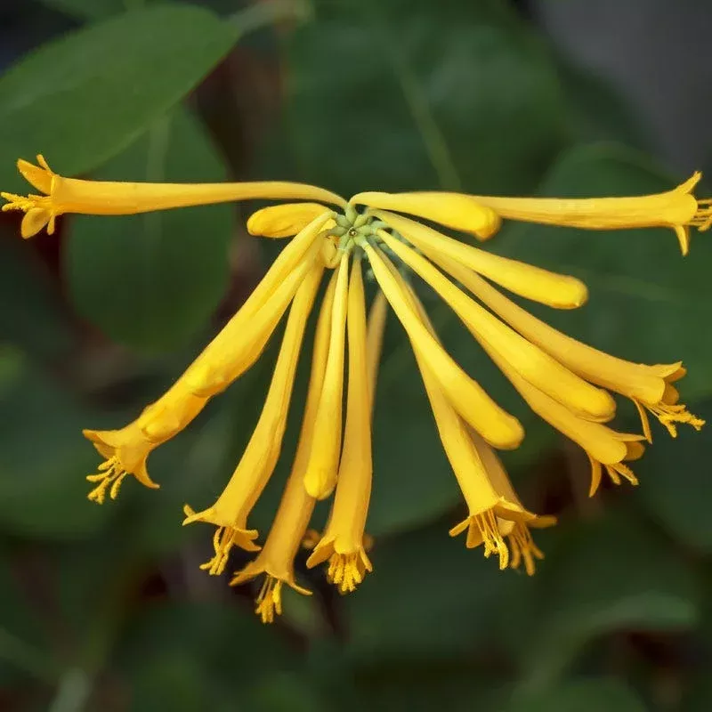 John Clayton Honeysuckle Vine
