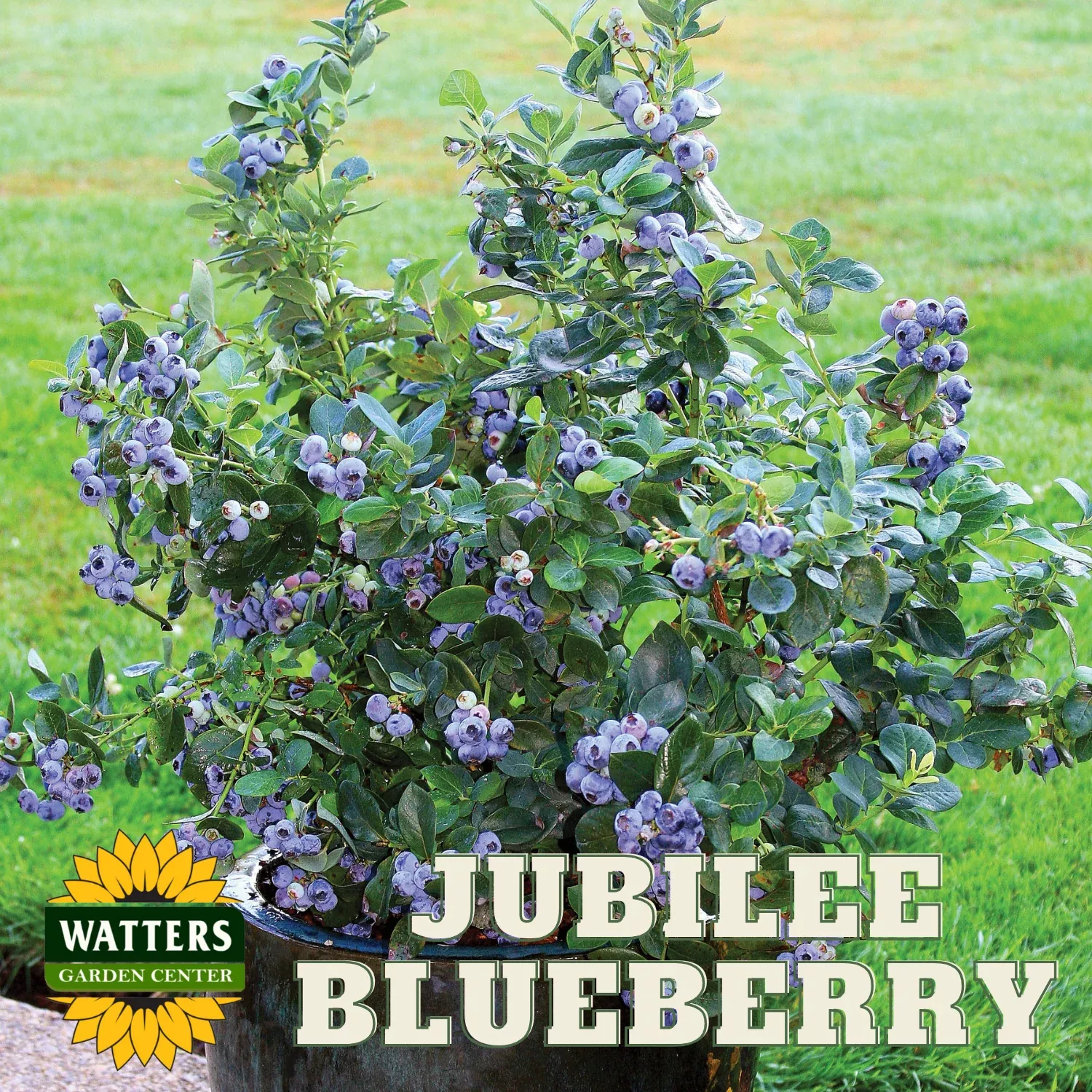 JUBILEE MIDSEASON BLUEBERRY 1gal