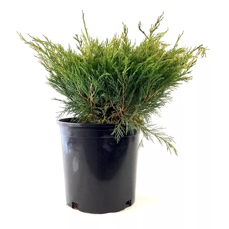 Juniper, 2 gal, Arcadia