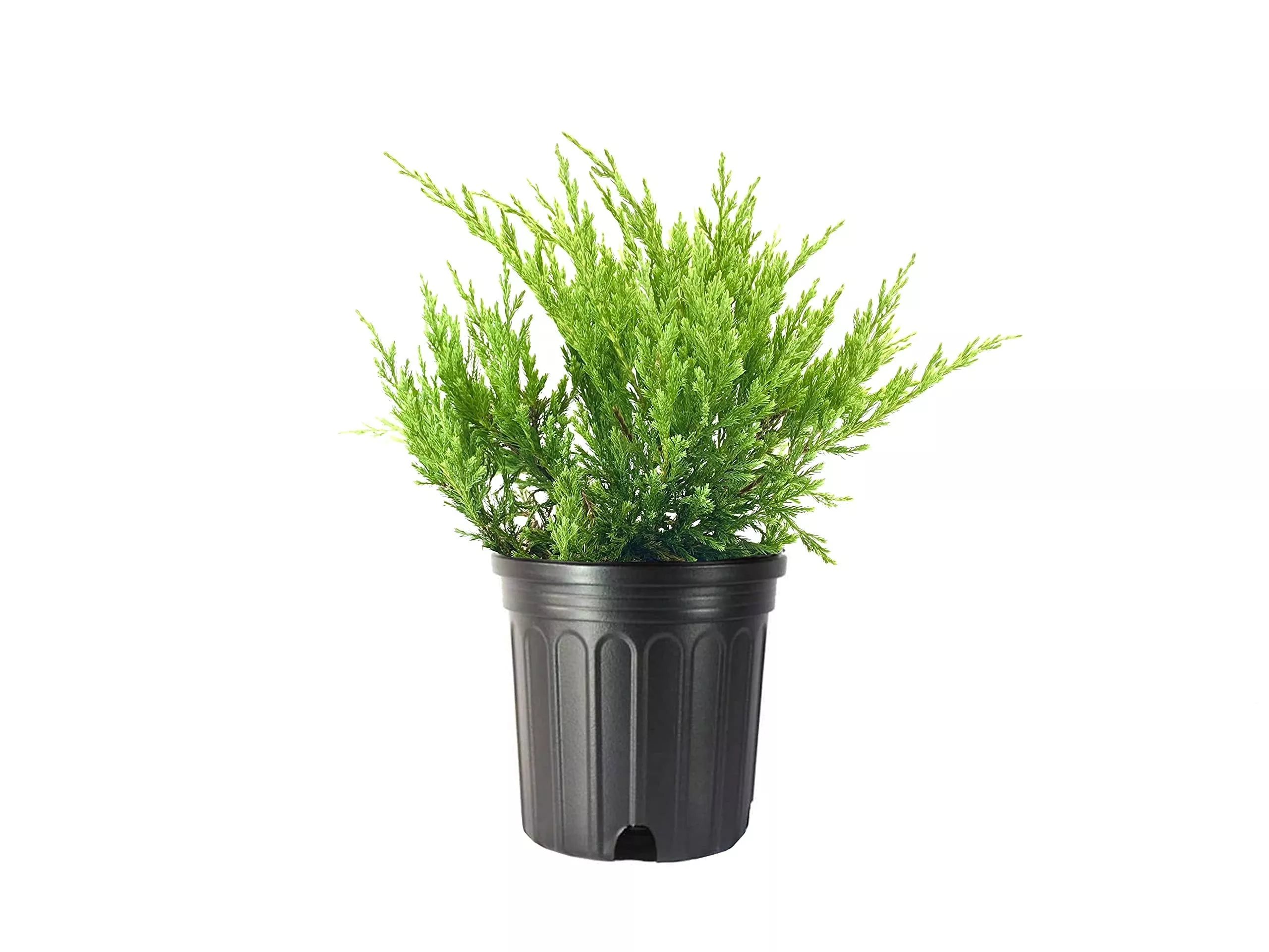 Juniper Andorra Compacta | Live Gallon Size Plants | Juniperus Horizontalis | Drought Tolerant Evergreen Cold Hardy Groundcover