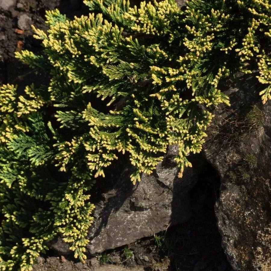 Juniper, Golden Carpet Creeping Juniper