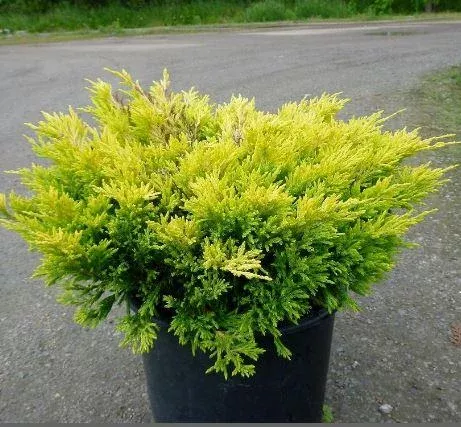 Juniperus Limeglow