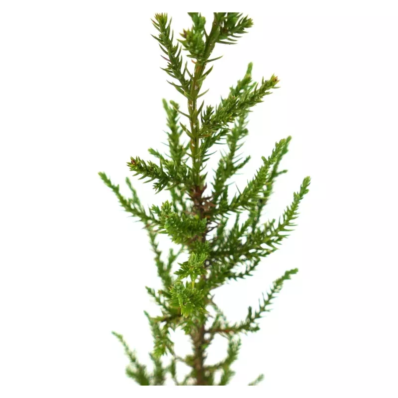 Juniperus phoenicea
