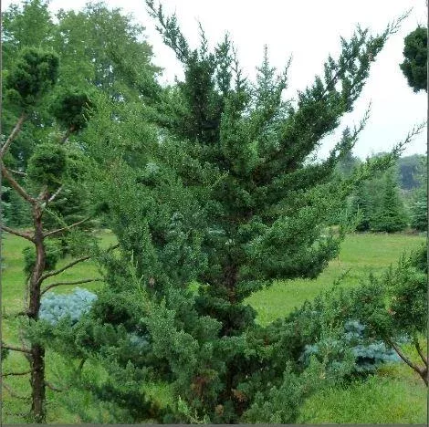 Juniperus ‘Robusta Green’