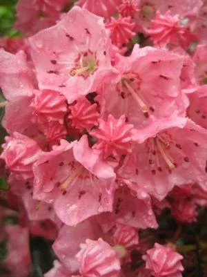Kalmia latifolia ‘Pink Charm’