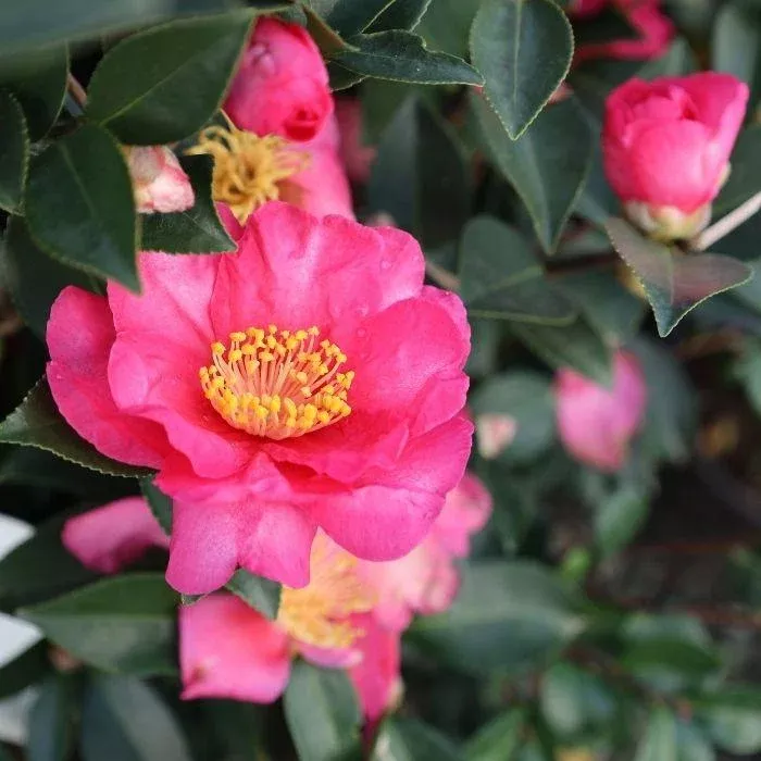 Kanjiro Camellia