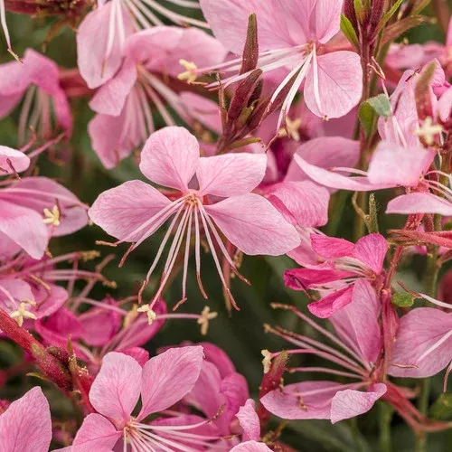 Karalee Petite Pink Butterfly Flower