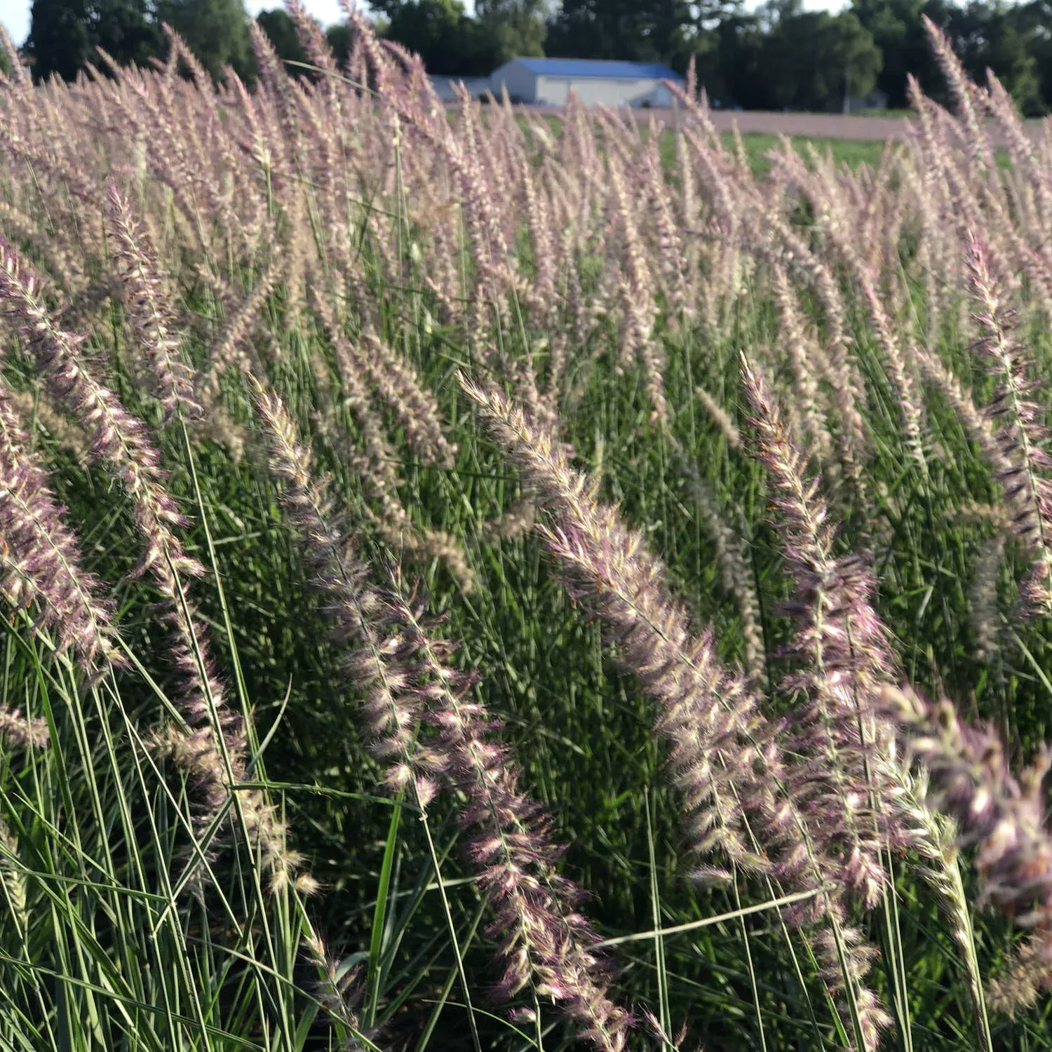 ‘Karley Rose’ Fountain Grass (Pennisetum)