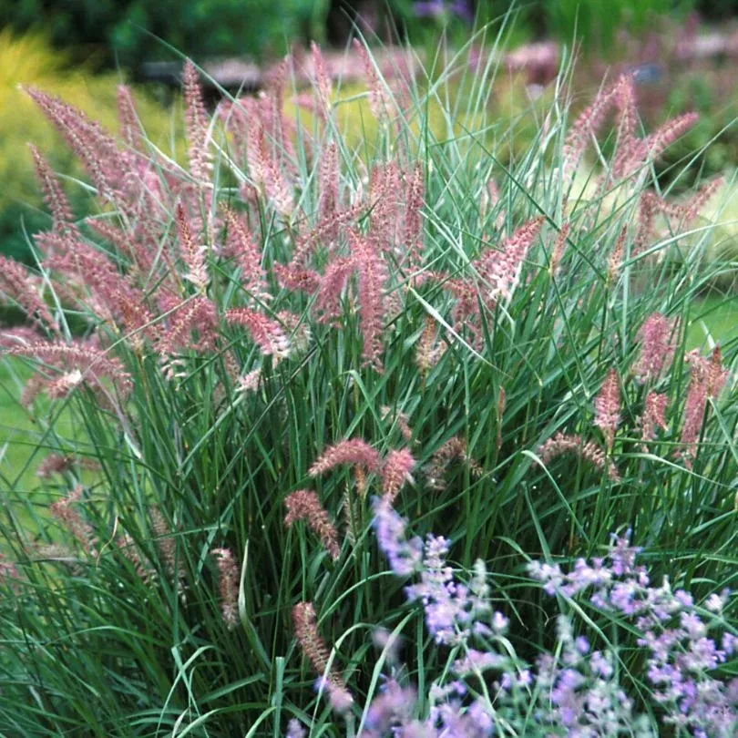 ‘Karley Rose’ Fountain Grass