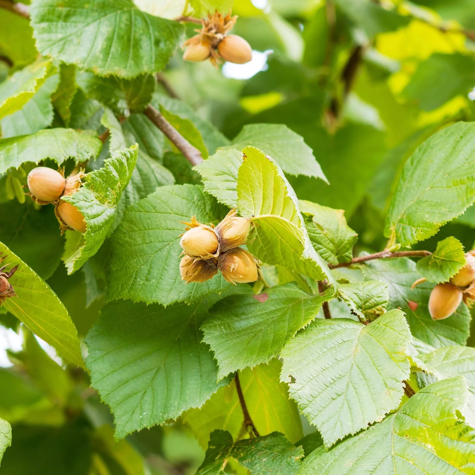 ‘Kentish Cob’ Hazelnut Tree