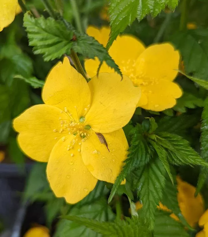 Kerria japonica ‘Golden Guinea’