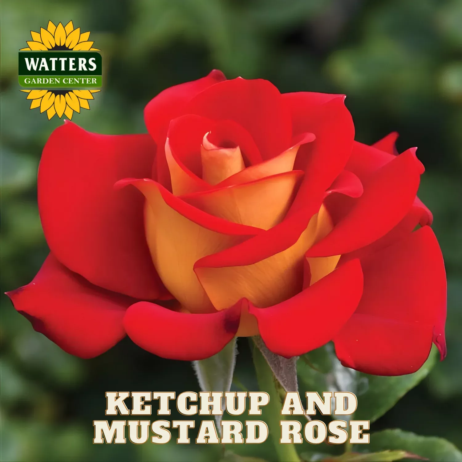 KETCHUP & MUSTARD ROSE 3gal