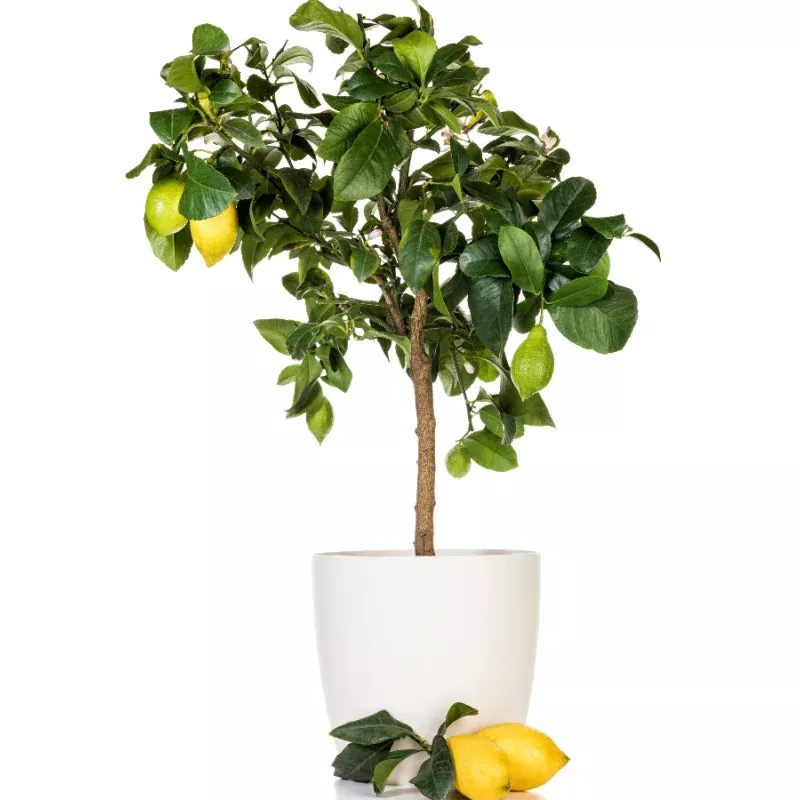 Key Lime Citrus Tree, Citrus Aurantiifolia