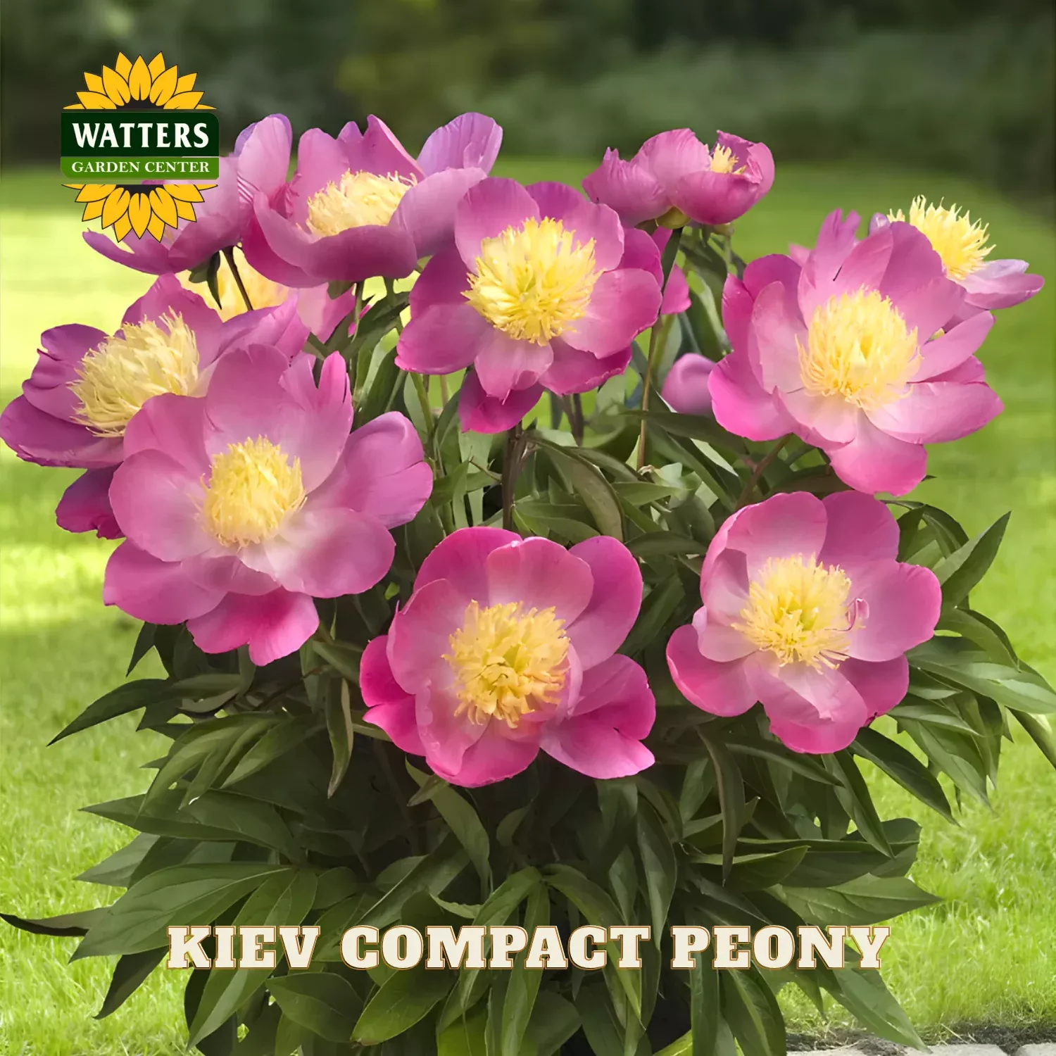 KIEV COMPACT PEONY 3gal