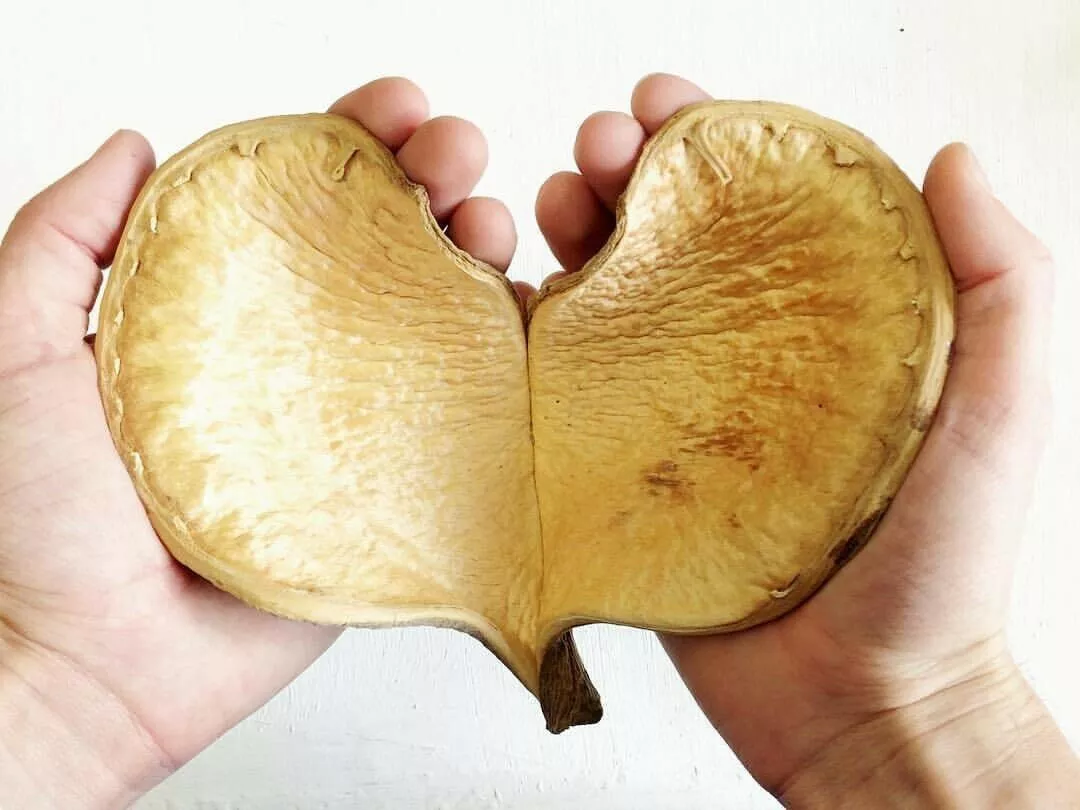 King Elephant's Ear - Full