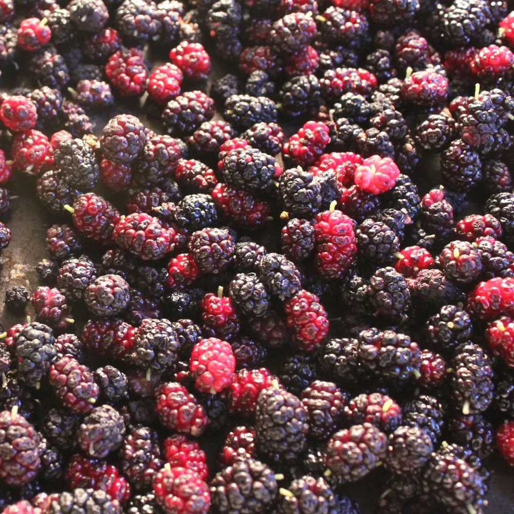 ‘King James I’ Black Mulberry Tree