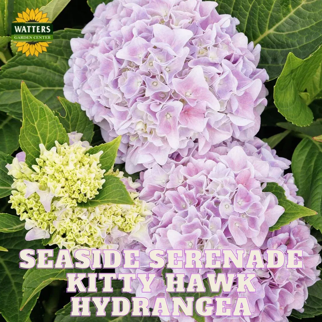 KITTY HAWK HYDRANGEA 2gal