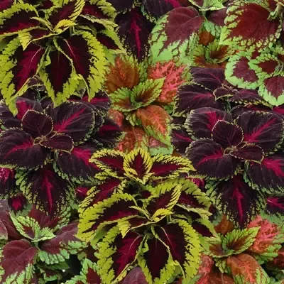 Kong Mixed Coleus