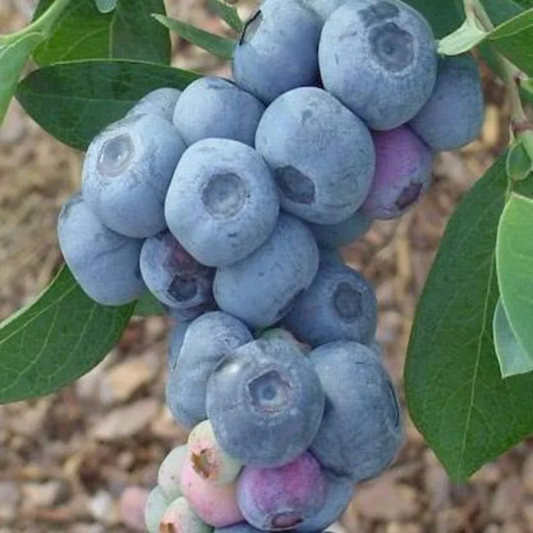 Krewer Rabbiteye Blueberry Plant