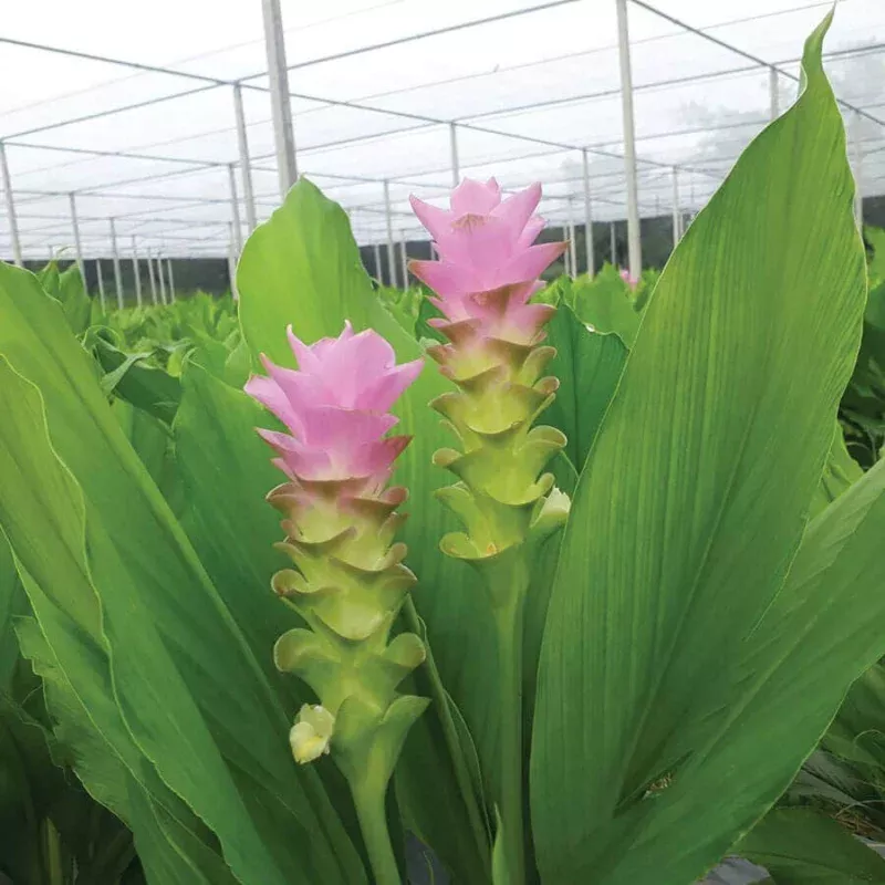 ‘Laddawan’ Ornamental Turmeric Bulbs