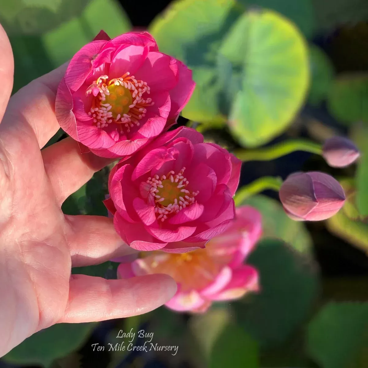 Lady Bug Lotus – Mini – Endless Flowers!