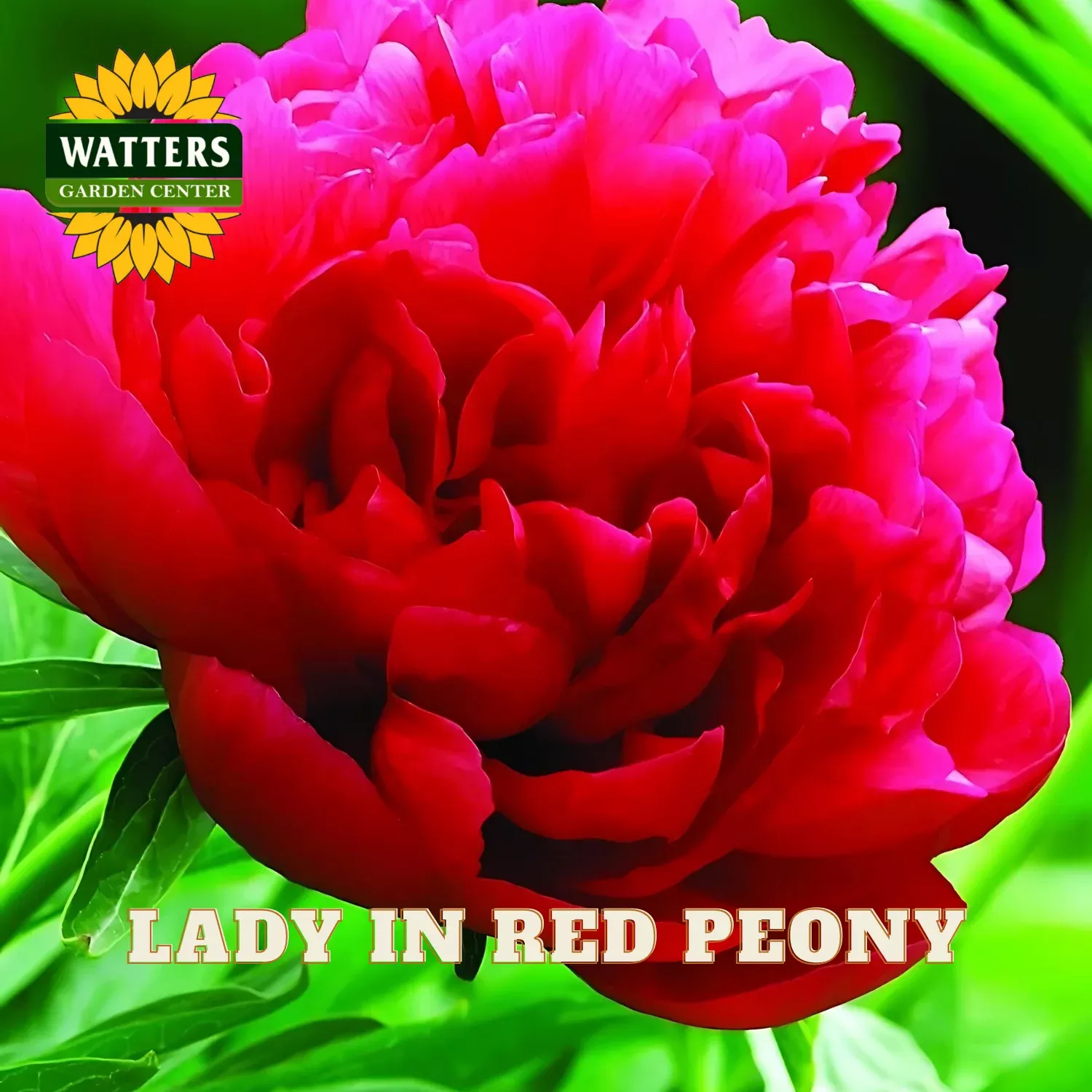 LADY IN RED PEONY 2gal
