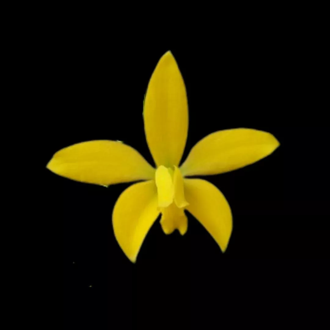 Laelia bradei